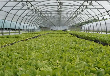 les plants de tabac se développent sous serre en hydroponie