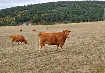 Un nouveau kit d’introduction dérogatoire a été mis en place par le GDS. Il concerne les lots d’au moins 10 bovins âgés de moins de 24 mois, destinés uniquement à la boucherie ou à l’export. 