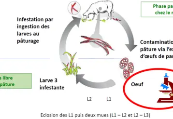 Les SGI chez les ovins présentent un cycle très simple et très efficace. Les deux principaux facteurs de variation sont l’immunité des moutons et les facteurs climatiques qui conditionnent la persistance des larves et leur vitesse de développement. Les larves se concentrent dans les cinq premiers centimètres de l’herbe, tout surpâturage favorise la contamination.