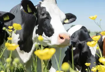 Le Cantal est le département de la région où la collecte laitière a le plus progressé fin 2025.