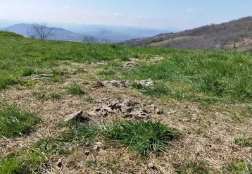 Le bale grazing est un pâturage hivernal dont les résidus de foin vont servir à réensemencer la prairie et les bouses la fertiliser. 