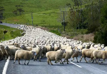 L’accord entre l'Europe et l'Australie prévoit l’ouverture d’un contingent de 25 000 tonnes de viande ovine australienne.