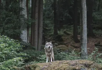 loup dans un forêt