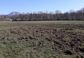 dégâts de sangliers dans une prairie du Puy-de-Dôme