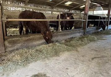 Jeunes bovins salers en train de manger dans une étable