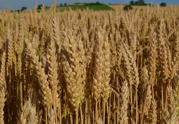Champs de blés dorés