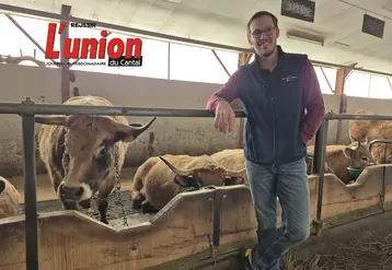 Un homme devant une rangée de vaches aubrac.