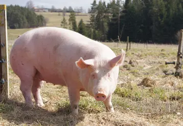 Les scientifiques ont révélé que les sangliers étaient responsables de la contamination des porcs en Roumanie mais que l'inverse avait également eu lieu. 