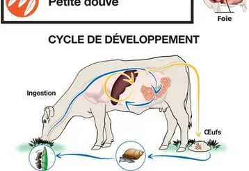 La petite douve présente un cycle original avec deux hôtes intermédiaires : un escargot terrestre puis une fourmi, on parle de cycle trixène.