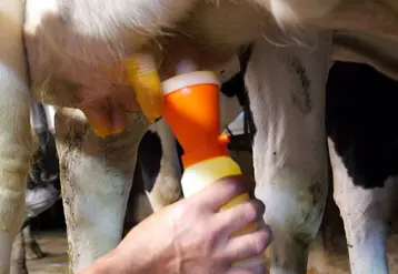 Trempage des trayons des vaches laitiÃ¨res Ã  la fin de la traite.Trempage des trayons des vaches laitiÃ¨res Ã  la fin de la traite.