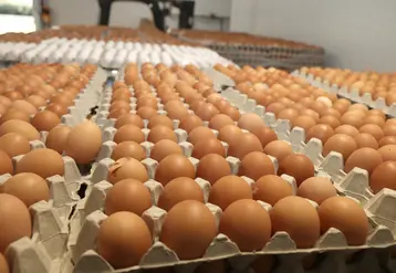 La consommation annuelle moyenne par Français est de 237 œufs et ovoproduits contre 199 en 2015.