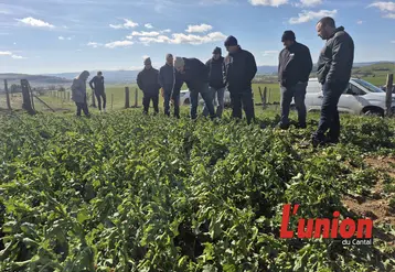 un groupe de personne regarde un plant de colza