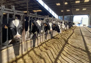 vaches laitières du GAEC Archer