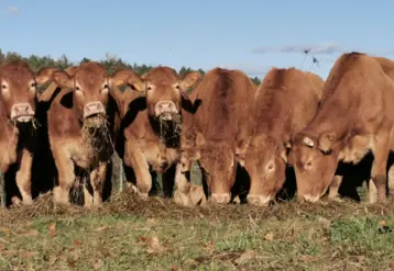 vaches limousines