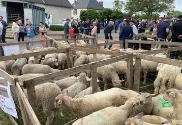 vue d'ensemble foire de Molles 2026