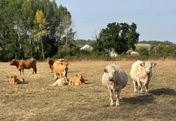 Les troupeaux souffrent actuellement de la canicule.