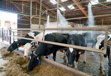 vaches laitières dans un bâtiment