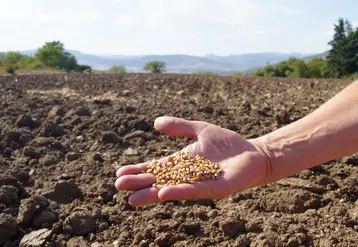 mai avec grains de blé dans un champ
