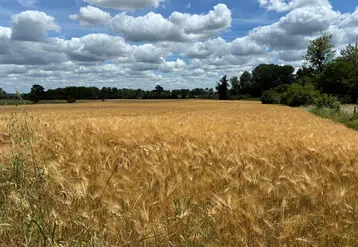 Les fortes chaleurs précoces ont accéléré le cycle des céréales.