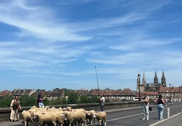 troupeau de moutons sur le pont Régemortes de Moulins
