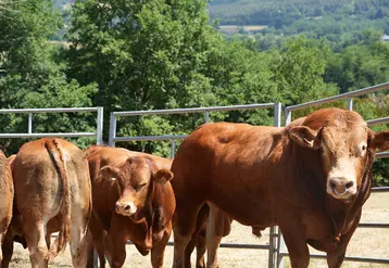 400 animaux sont attendus du 6 au 9 octobre à Cournon d'Auvergne pour le national limousin au Sommet de l'Elevage.