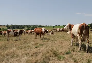 La pousse de l'herbe est aujourd'hui stoppée à toutes les altitudes. 