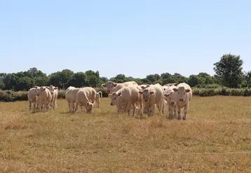 L'intégralité du département du Puy-de-Dôme est désormais concerné par le manque d'herbe. À l'échelle de la France, aucune région n'est épargnée. 