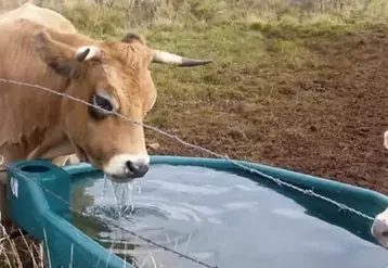 Le changement climatique amplifie les besoins en eau des animaux d'élevage, en raison du stress thermique.