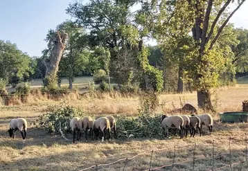En période de sécheresse, les feuilles encore vertes des arbres peuvent être une source d'alimentation complémentaires pour les troupeaux. 