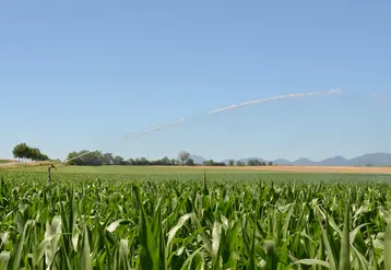 irrigation de maïs dans la plaine de la Limagne