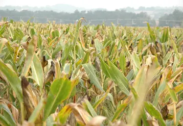 Le remplissage des grains de maïs pourrait être insuffisant, entraînant une baisse de la teneur en amidon et donc de la valeur énergétique des ensilages.