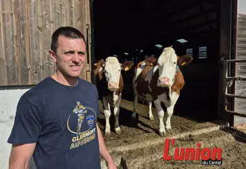 Un homme à gauche avec deux vaches en arrière-plan.