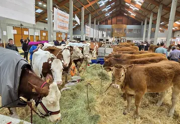 Les Limousines et les Montbéliardes face à face dans le bâtiment du marché de Saugues.