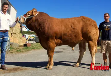 deux éleveurs autour d'un taureau limousin