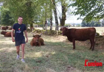 jeune agriculteur qui marche dans une prairie entre des vaches de race salers