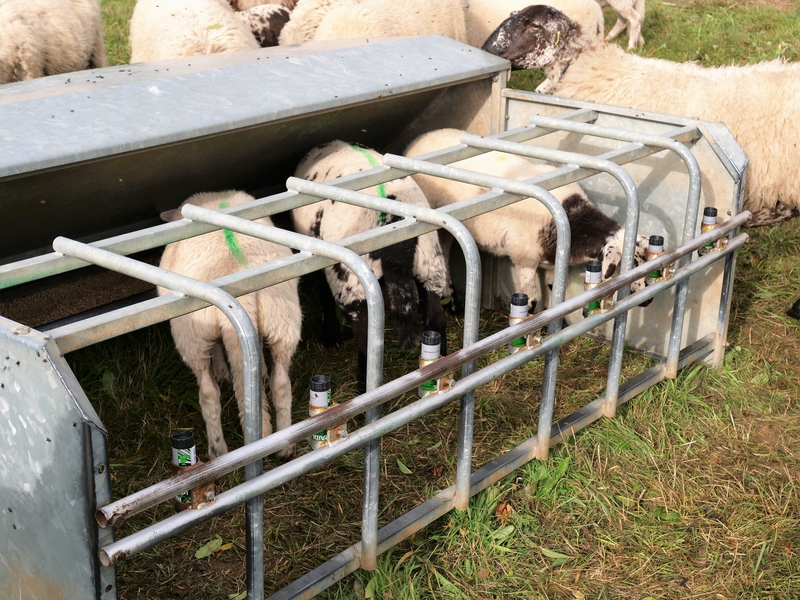 La ferme à hauteur d'enfant: s'endormir en comptant les agneaux