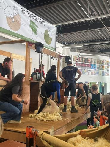 Sur une estrade deux tondeurs sont en train de tondre respectivement une brebis devant un public.