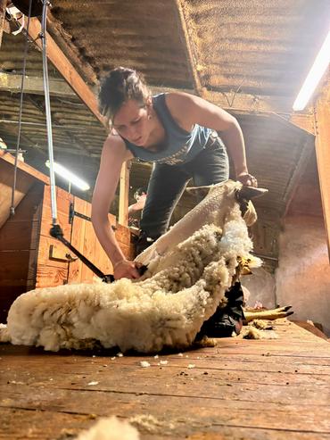 Une jeune femme tond un mouton