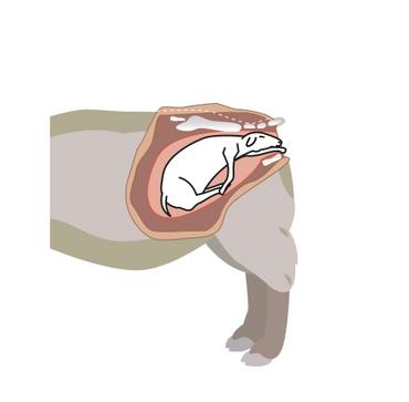 Schéma agneau naissant en crawl