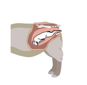 La présentation par les pattes arrière.