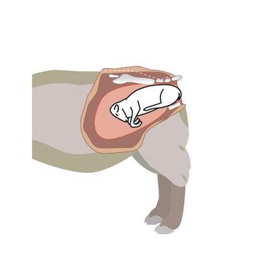 Schéma agneau naissant en siège