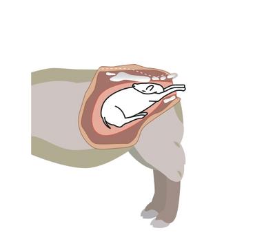 Schéma agneau naissant avec la tête inversée