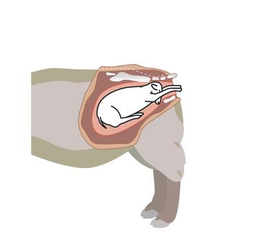 Schéma agneau naissant en présentant la nuque