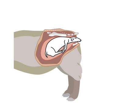 Schéma agneau naissant avec tête extériorisée