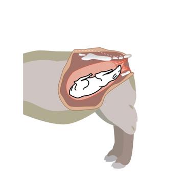 Schéma agneau naissant dans une torsion utérine