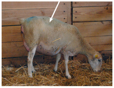 Le ligament sacro-sciatique relâché est signe d’une mise bas imminente