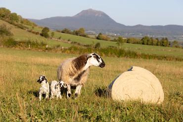 <em class="placeholder">Une brebis Rava et ses agneaux à côté d'un rouleau d'isolant en laine</em>