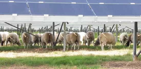 Les panneaux photovoltaïques permettent à l'herbe de continuer sa pousse même en été et pourvoient les brebis en ombre. © E. Mortelmans