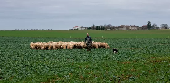 Profiter des surfaces céréalières comme de potentielles zones de pâturage est une opportunité à saisir. les éleveurs ovins gagnent ainsi en marge de manœuvre sur leur stratégie fourragère. 