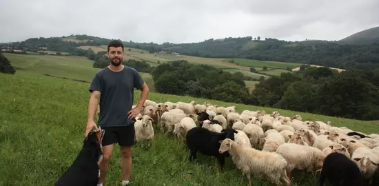 Bastien Christy modifie son système pour atteindre l'autonomie protéique de ses 300 brebis laitières.